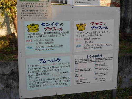 天王寺動物園のトラ・名前はセンイチ