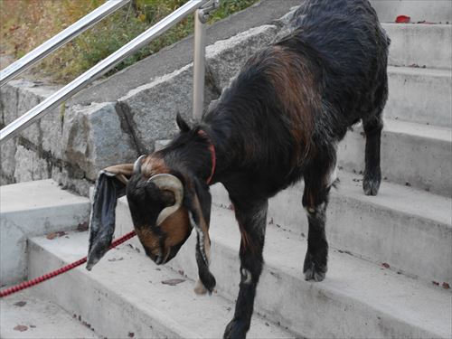 天王寺動物園のヤギ