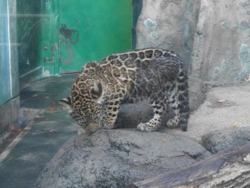 黒ヒョウの赤ちゃん・天王寺動物園