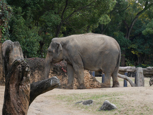 天王寺動物園・ゾウ