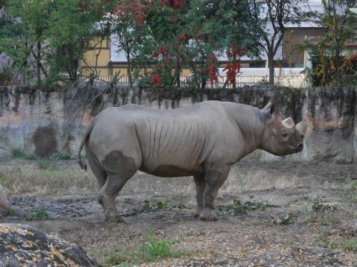 天王寺動物園のクロサイ