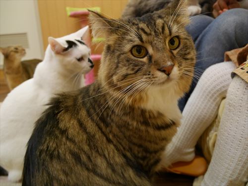 堺東駅・猫カフェ「ゆる猫」食べ物に猫接近