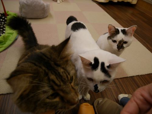 堺東駅・猫カフェ「ゆる猫」エサに接近する猫