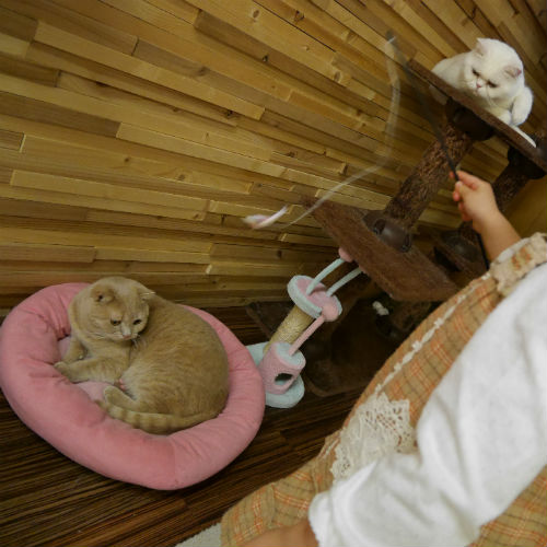 堺東駅・猫カフェ「ゆる猫」猫じゃらし