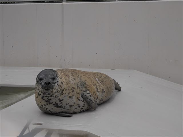 アザラシ・須磨海浜水族園