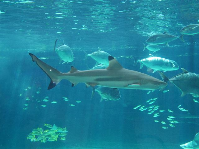 神戸市立須磨海浜水族園の生き物やアトラクション