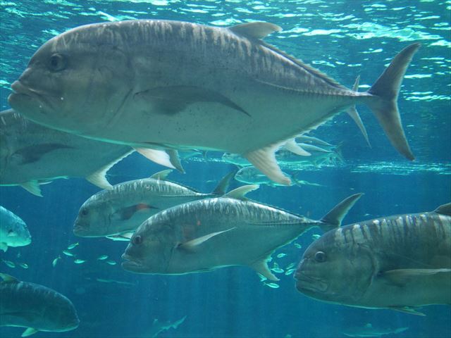 神戸市立須磨海浜水族園の生き物やアトラクション