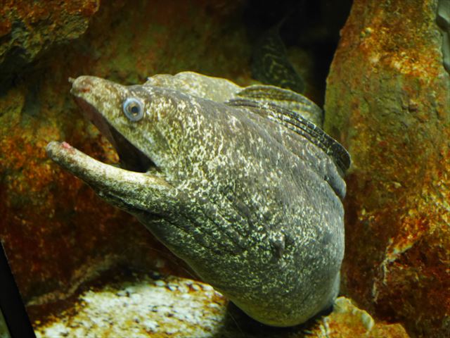 神戸市立須磨海浜水族園の生き物やアトラクション