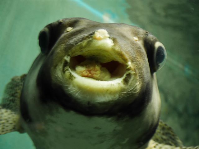 神戸市立須磨海浜水族園の生き物やアトラクション・ふぐ