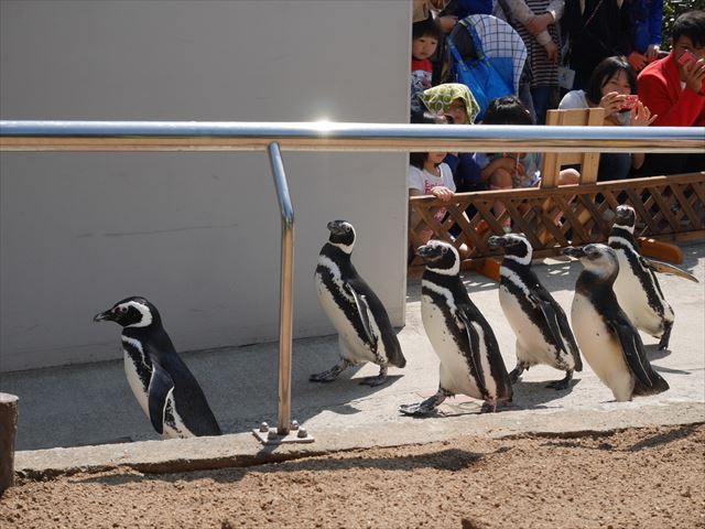 ペンギンのお散歩ライブ・須磨海浜水族園