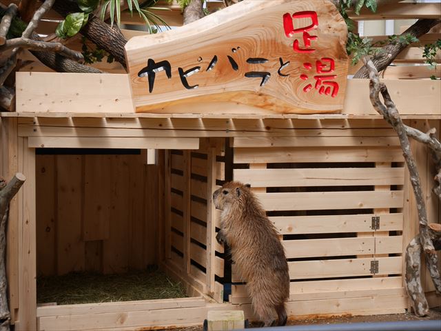 カピバラと足湯・須磨海浜水族園