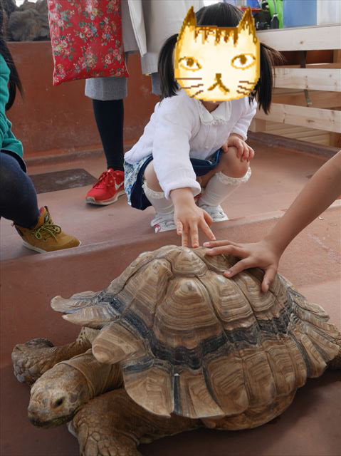 リクガメと触れ合える亀山・須磨海浜水族園