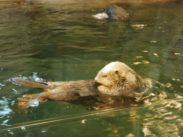 ラッコ・須磨海浜水族園