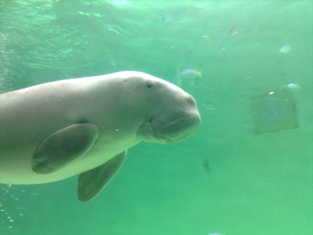 鳥羽水族館・ジュゴン