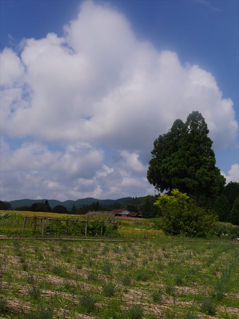 メナード青山リゾートのハーブガーデン「ラベンダーフェスタ」夏の雲