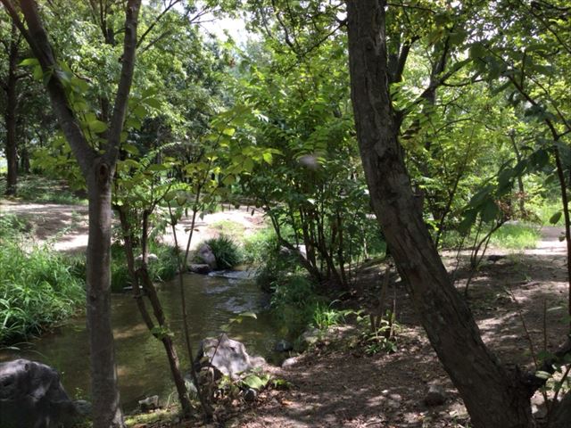 緑のせせらぎ・鶴見緑地公園