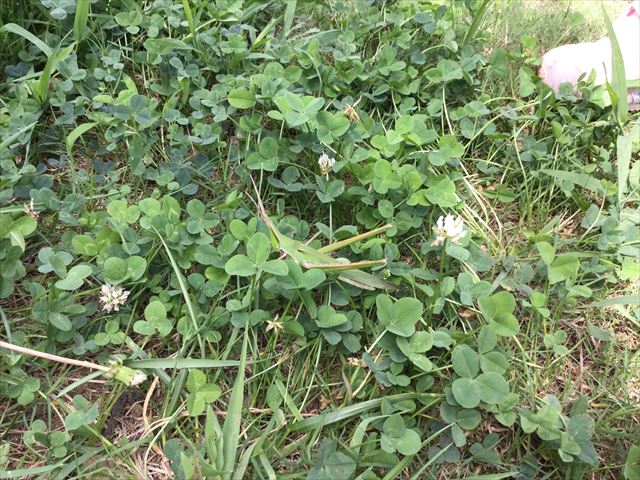 芝生公園にバッタ発見