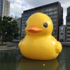 中之島公園・バラ園のラバーダックの様子