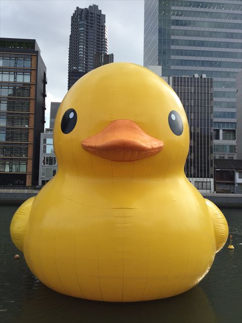 中之島公園・バラ園のラバーダックの様子