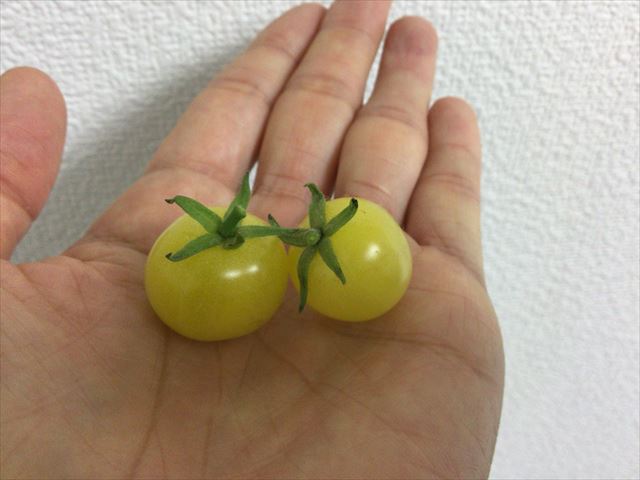 「ペットマト2」黄金プチトマト、また2つトマトが食べごろ