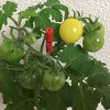「ペットマト2」黄金プチトマト、続々成長中