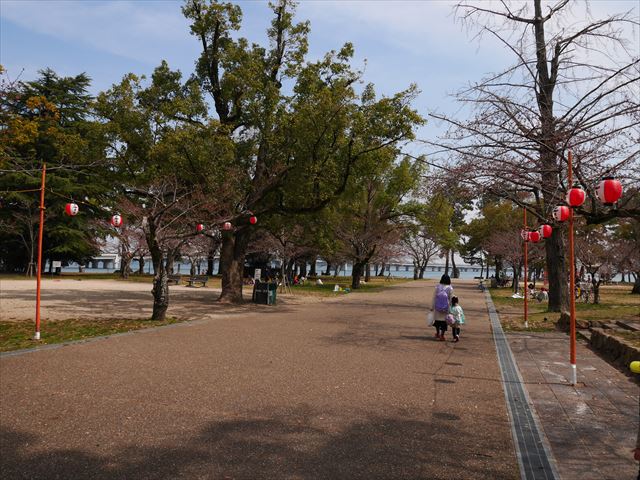 膳所城跡公園の桜