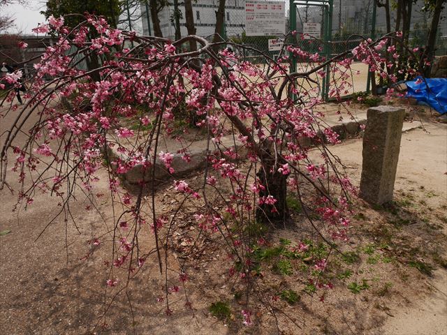 膳所城跡公園の桜