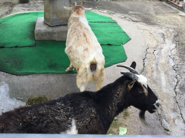 八幡市「子ども動物園」ヤギ