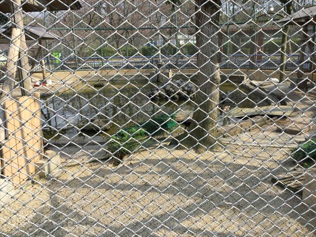 八幡市「子ども動物園」クジャク