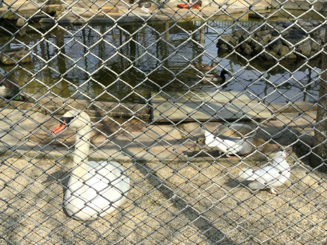 八幡市「子ども動物園」白鳥