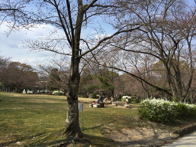 八幡市さくら公園