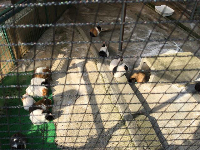 八幡市「子ども動物園」モルモット