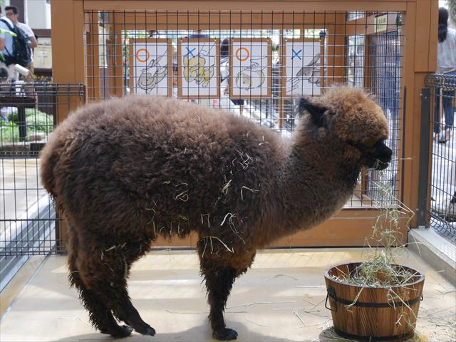 「神戸どうぶつ王国」アルパカ