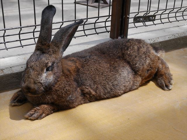 「神戸どうぶつ王国」うさぎ