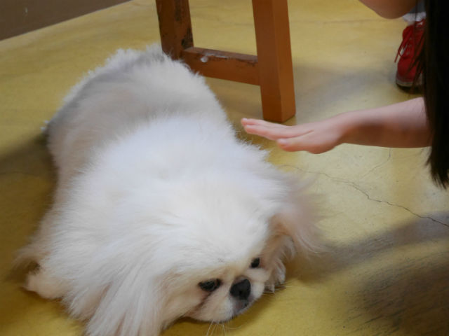 「神戸どうぶつ王国」犬とのふれあい