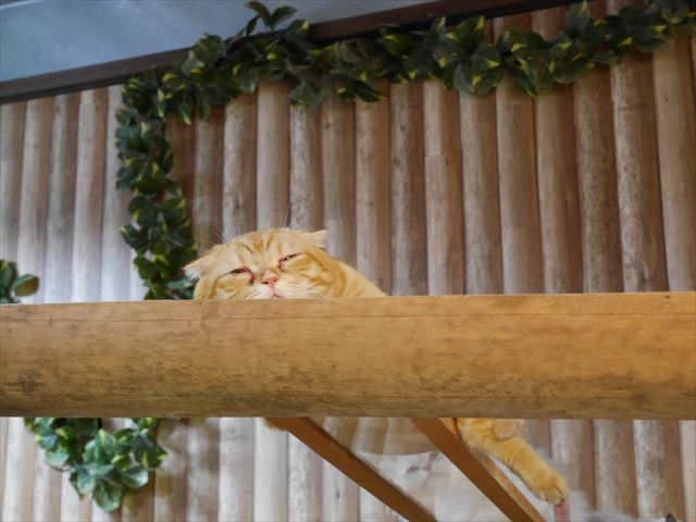 「神戸どうぶつ王国」眠っている猫