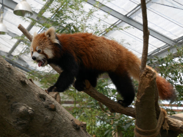 「神戸どうぶつ王国」レッサーパンダ