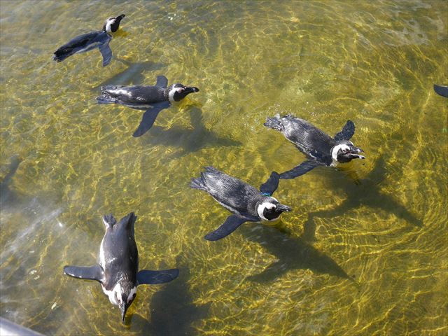 「神戸どうぶつ王国」水辺を泳ぐペンギンたち