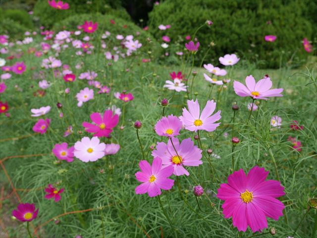 「京都府立植物園」コスモス