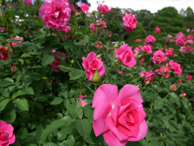 「京都府立植物園」バラ園のバラ