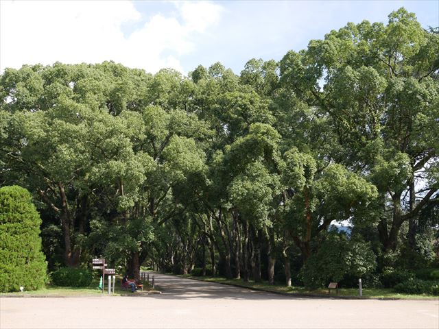 「京都府立植物園」くすのき並木