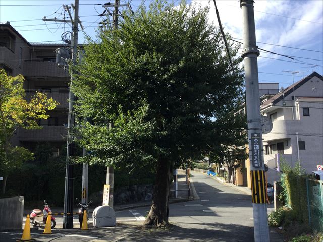 叡山電鉄「宝ヶ池駅」すぐの1本の木