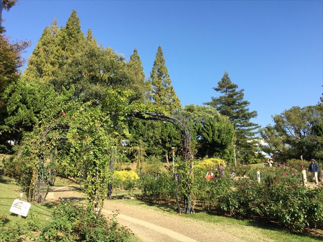 靭公園のバラ園、ガーデン