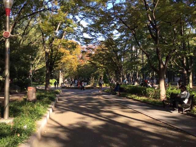 靭公園のケヤキ並木とベンチ