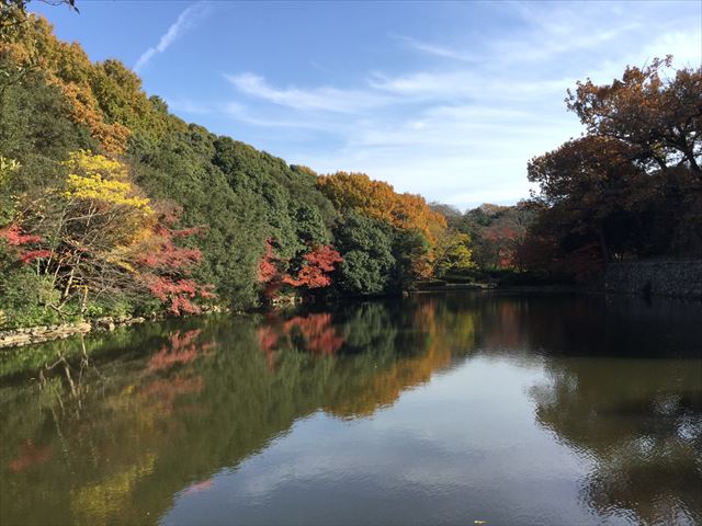 明石公園の桜堀