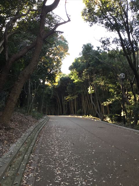 明石公園内の道