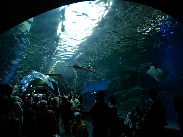 「アクアパーク品川」海中トンネルのような水槽