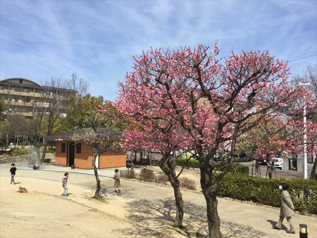 「佐井寺南が丘公園」トイレと梅の木