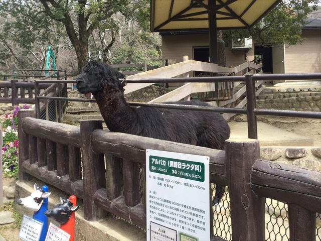 「五月山動物園」アルパカ