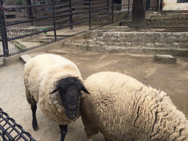 「五月山動物園」羊にエサをあげる